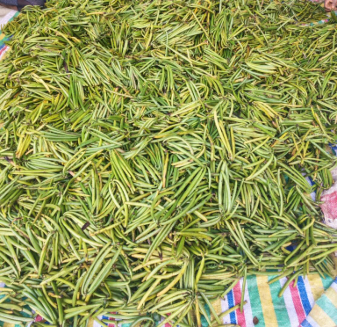 Green vanilla beans spread out for initial sorting