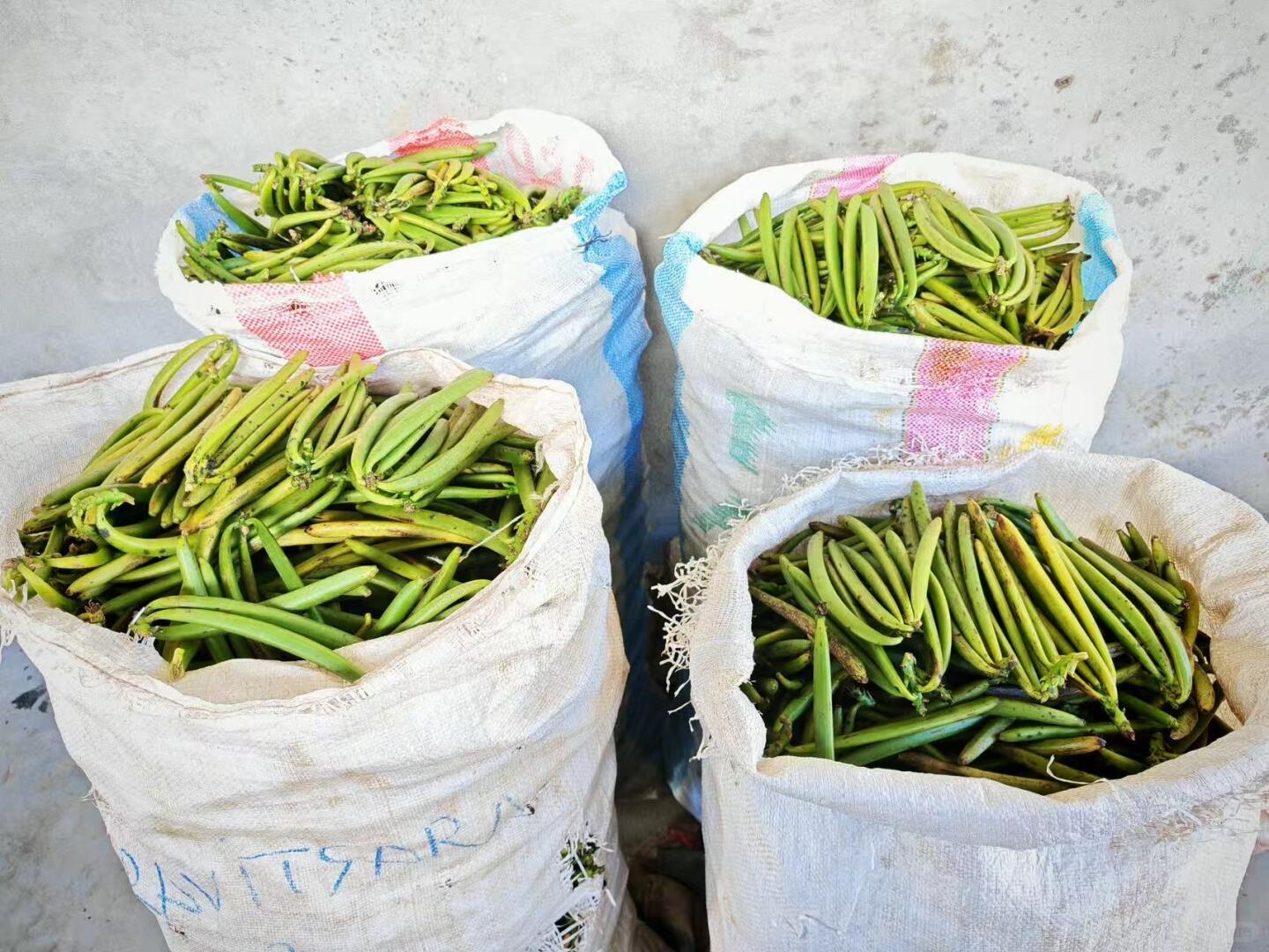 Vanilla beans collected in sacks after harvest