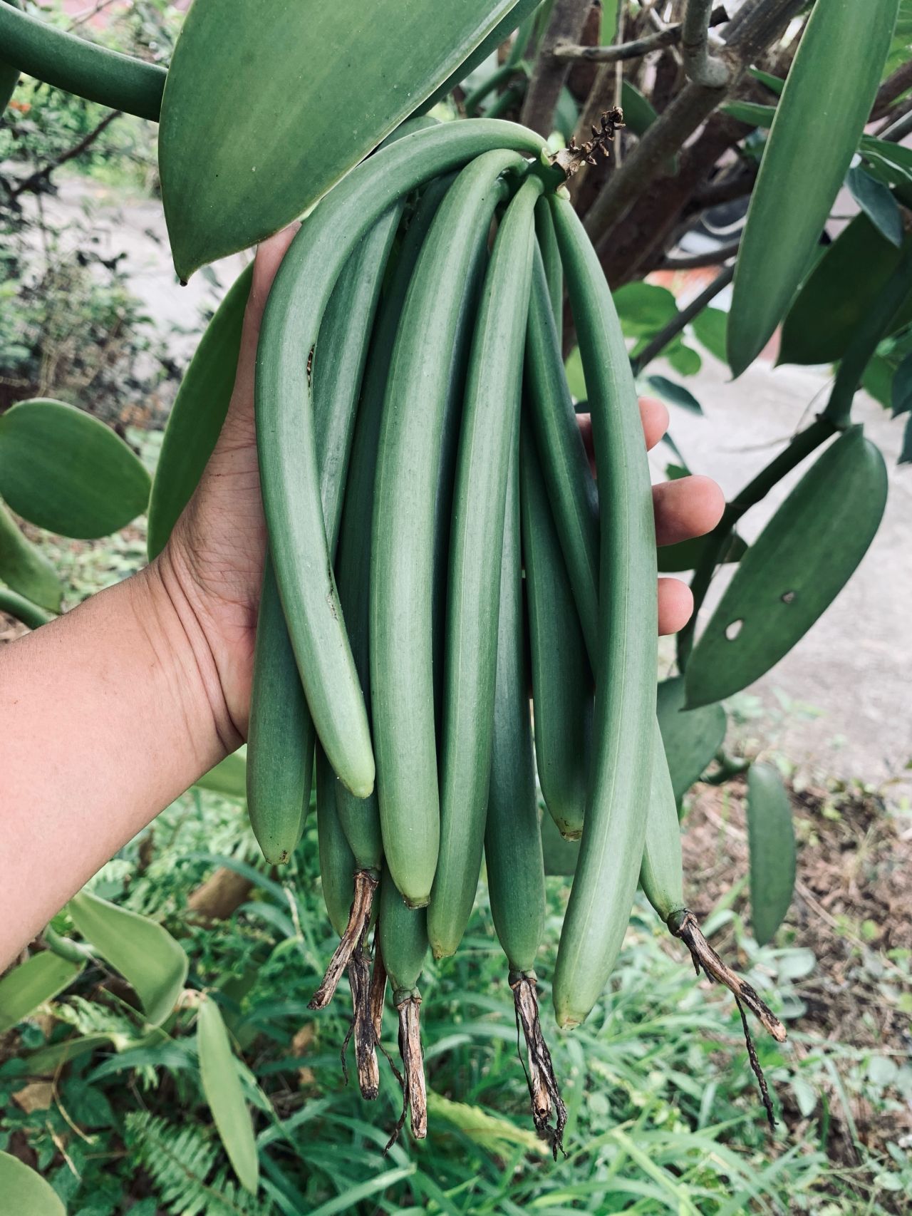 Fresh green vanilla beans harvested from the vine