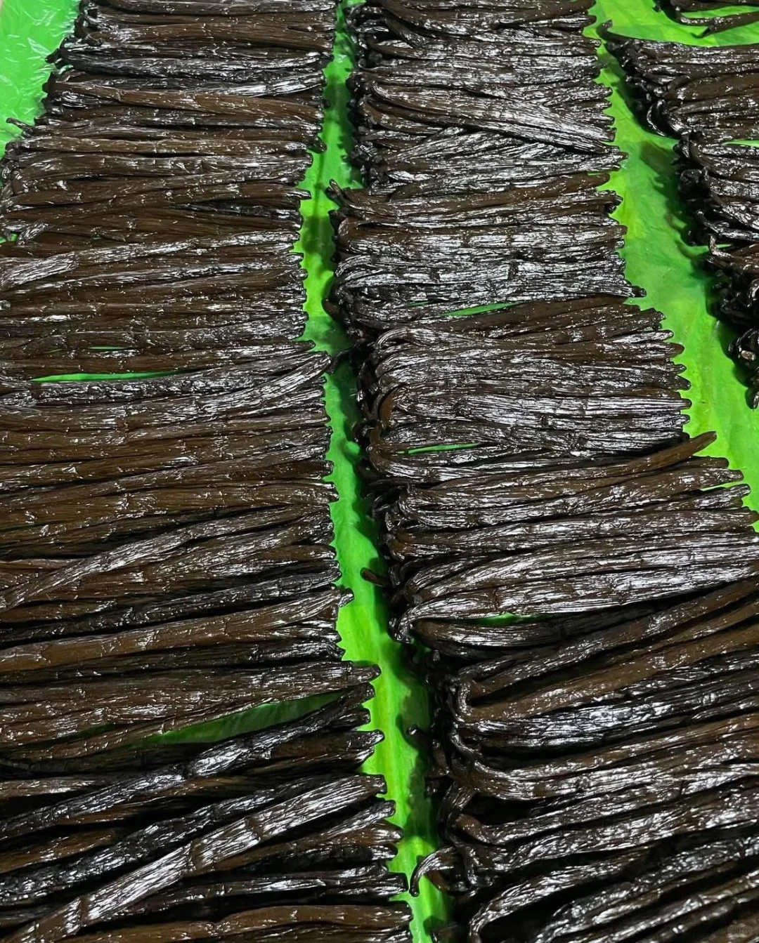 Premium cured vanilla beans sorted and ready for export